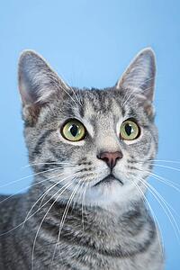 Gray striped cat