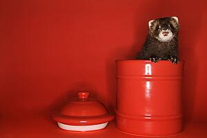 Brown ferret peeking out of red jar against red background