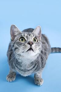 High angle view of gray striped cat looking up.
