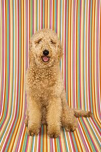 Goldendoodle dog sitting looking at viewer on stripe background