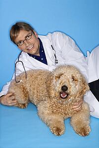 Male veterinarian with Goldendoodle dog