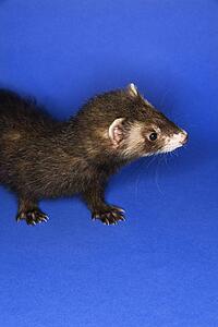 Portrait of brown ferret against blue background.