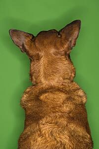 Mixed breed brown dog rear view