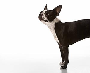Boston Terrier dog
