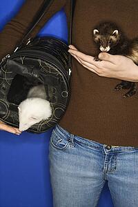 Two ferrets and carrier held by female Caucasian against blue background.