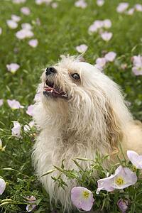 Fluffy small dog in flower field