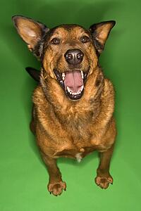 Mixed breed brown dog sitting.