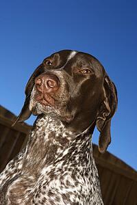 Portrait of German Shorthaired Pointer squinting outdoors. 