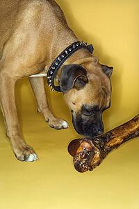 Boxer dog smelling big bone