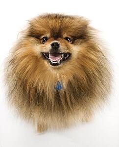Pomeranian dog full-length portrait