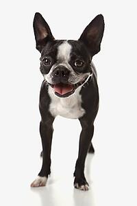 Boston Terrier dog