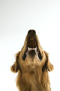 Golden Retriever dog looking up