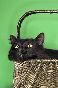 Black fluffy cat in basket