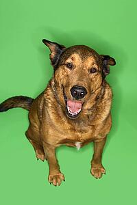 Mixed breed brown dog sitting with ears back