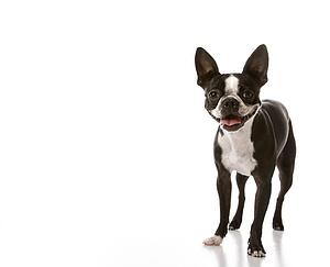 Boston Terrier dog