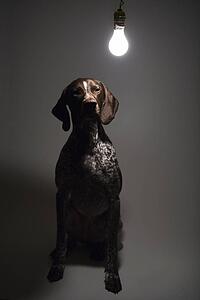 German Shorthaired Pointer with lit lightbulb hanging above 