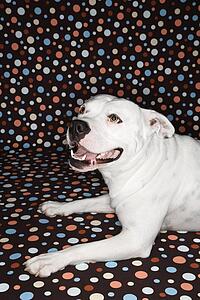 White Pit Bull dog against polka dot background.