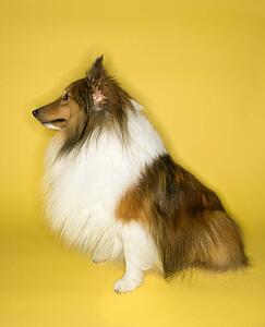 Collie dog