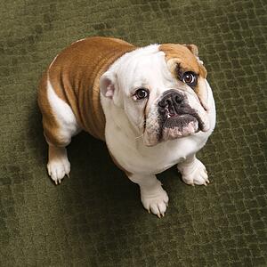 English bulldog puppy sitting on carpet 