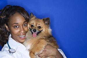 Young adult female veterinarian holding brown Pomeranian dog