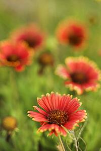 Red and yellow flowers growing wild