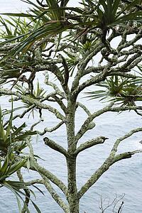 Lahala tree by the water in Maui, Hawaii, USA