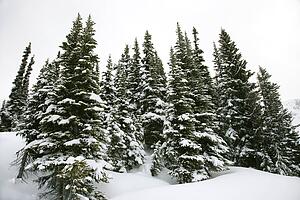 Snow-covered pine trees