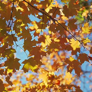 Maple tree in fall in Washington, D. C., USA