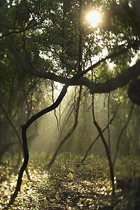 Rays of light shining through a forest