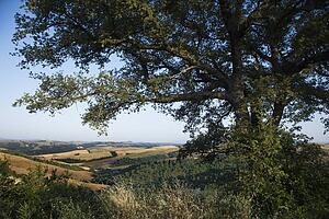 Large oak tree growing in the rolling hills of Tuscany, Italy