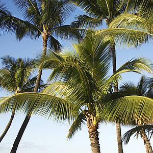 Palm trees against blue sky