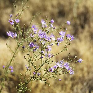 Blueleaf Aster wildflowers in Zion National Park, Utah