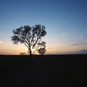 Silhouette of lone tree at sunset in rural field