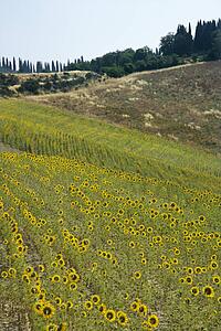 Field of sunflowers in Tuscan countryside, Italy
