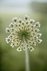 Selective focus close-up of queen anne's lace growing in Tuscany, Italy.