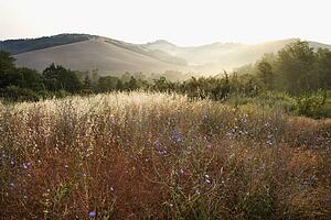 Field wildflowers and rolling hills in Tuscany, Italy.