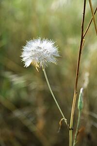 Dandelion growing in Tuscany, Italy.