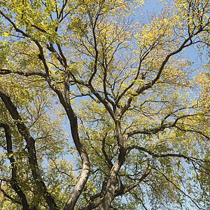 Tree with green leaves against blue sky