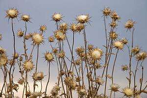 Dried thistle plants against sky in Tuscany, Italy.