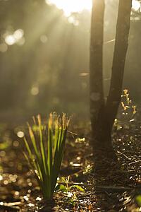 Rays of light shining through a forest