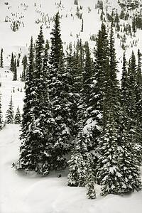 Snow-covered pine trees