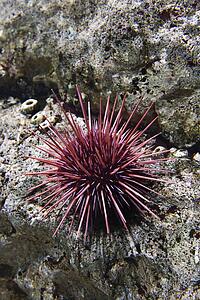 Underwater sea urchin in aquarium in Lisbon, Spain
