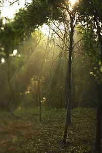 Rays of light shining through a forest.