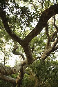 Tree and palm landscape on Bald Head Island, North Carolina.