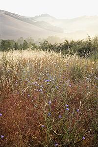 Field of chicory wildflowers and rolling hills in Tuscany, Italy