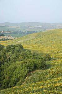 Sunflower fields and rolling hills in countryside of Tuscany, Italy