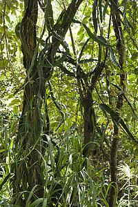 Tree with vines and grass