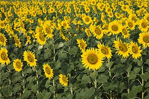 Field of sunflowers in Tuscany, Italy.