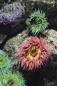 Sea anemone in aquarium in Lisbon, Spain