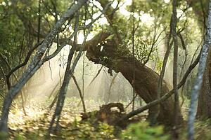 Rays of light shining through a forest.